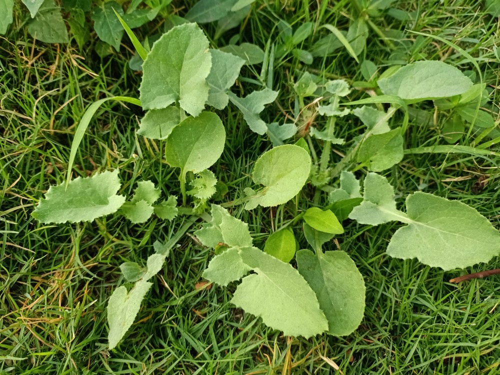 【一點紅】鵝腸草原名叫繁縷,別稱繁蔞,鵝腸菜,鵝兒腸菜,狗蚤菜,鵝