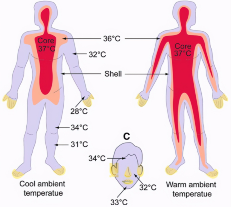 而且人类身体的承受能力也很差,如果营养不良,身体机能就会退化.