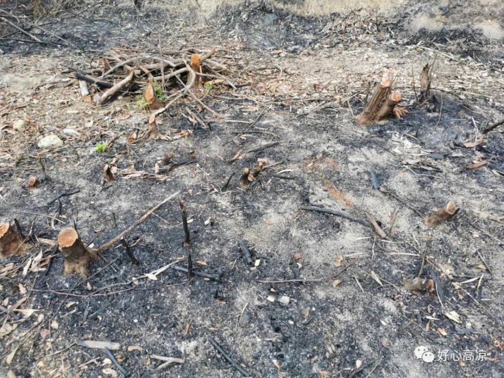高州一村民烧杂草引燃烧了山岭涉嫌失火罪被刑事拘留