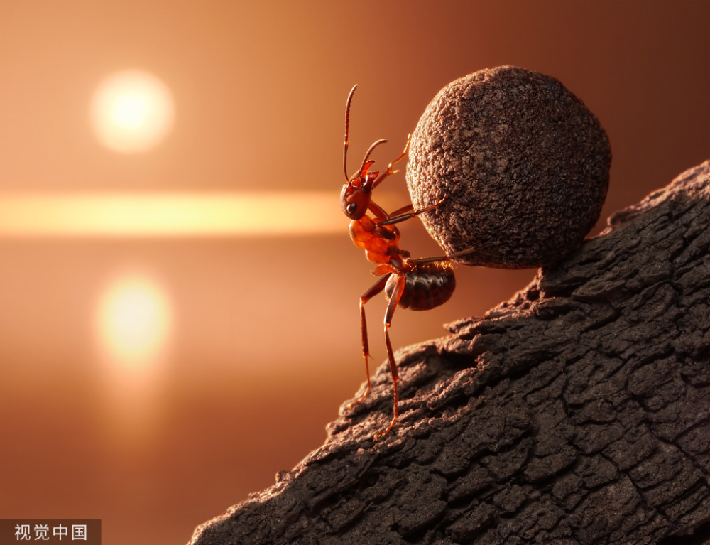 蚂蚁推石头励志图片图片