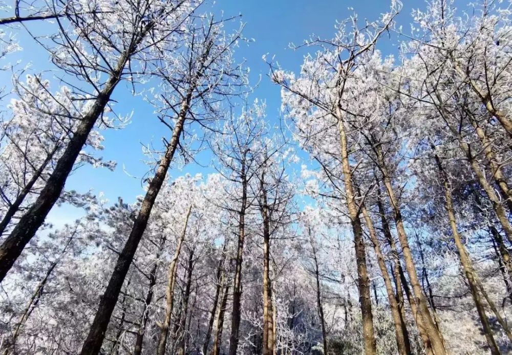 童話般的冬天青田的金雞山,石門洞令人期待的霧凇雪景終於