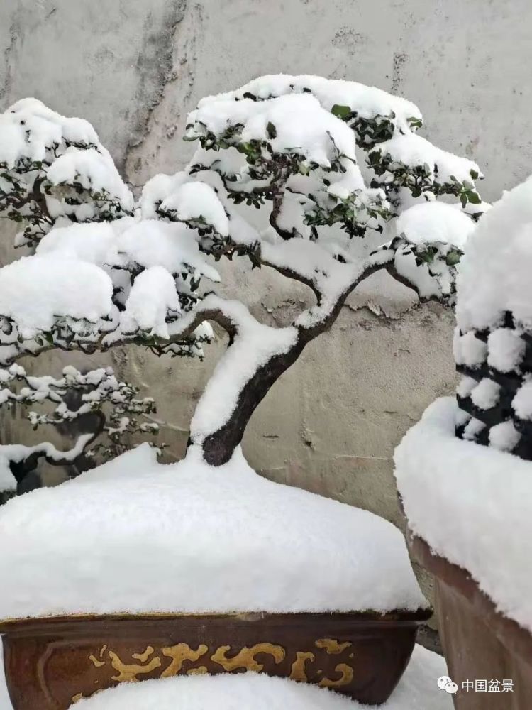 雪中赏盆景不一样的美