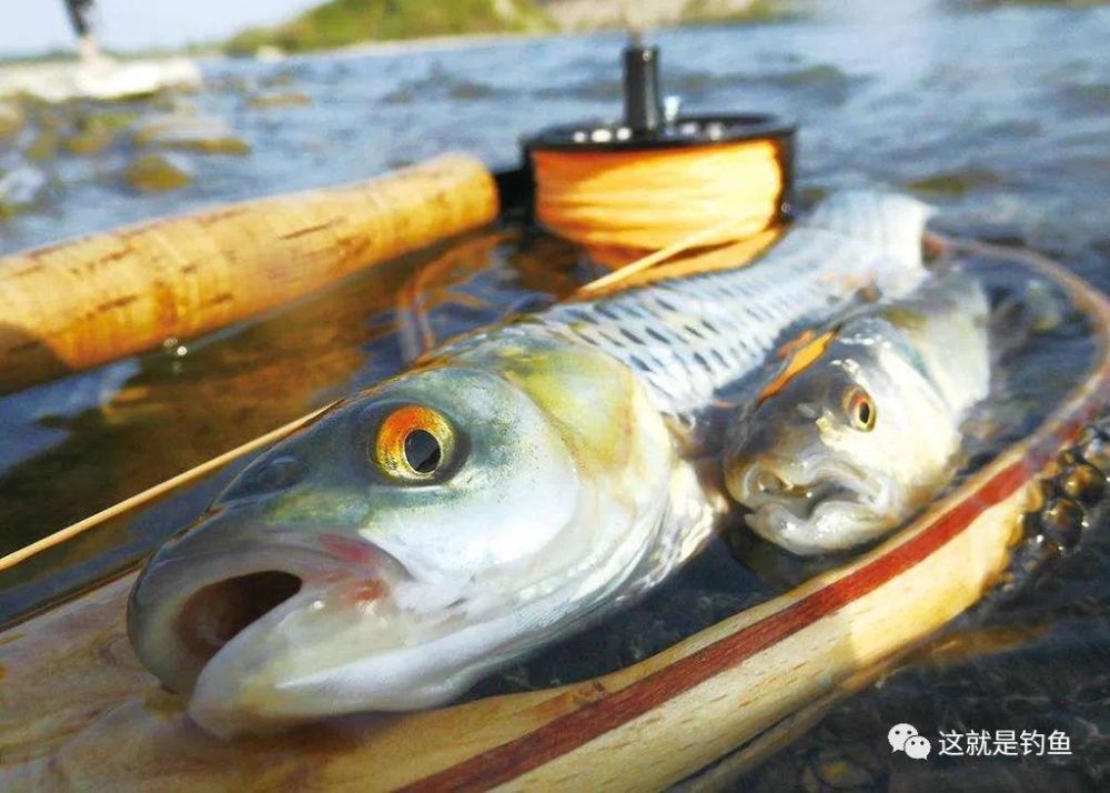 外来入侵鱼种赤眼鳟