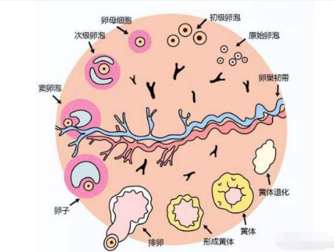 促黄体生成素低的危害
