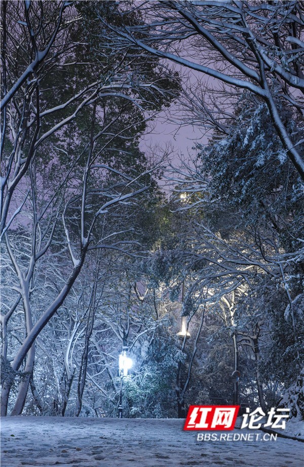 蓝色晶莹透亮的"夜明山"|岳麓山美艳的夜雪图