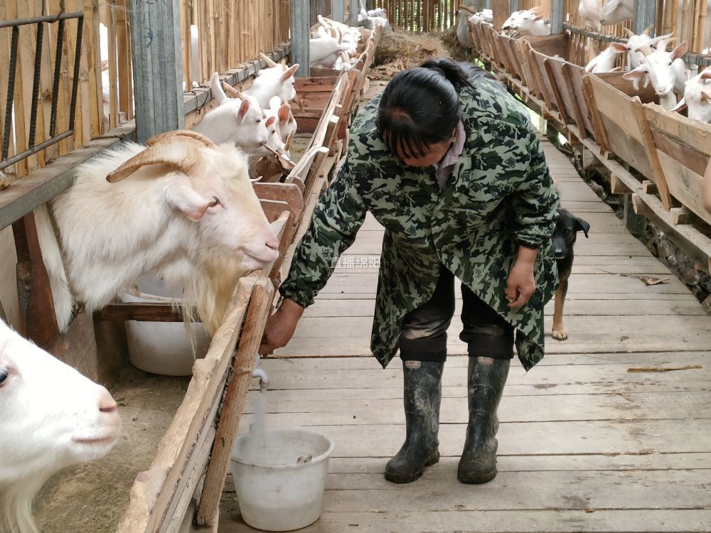 北川白山羊为乡村振兴提供羊助力