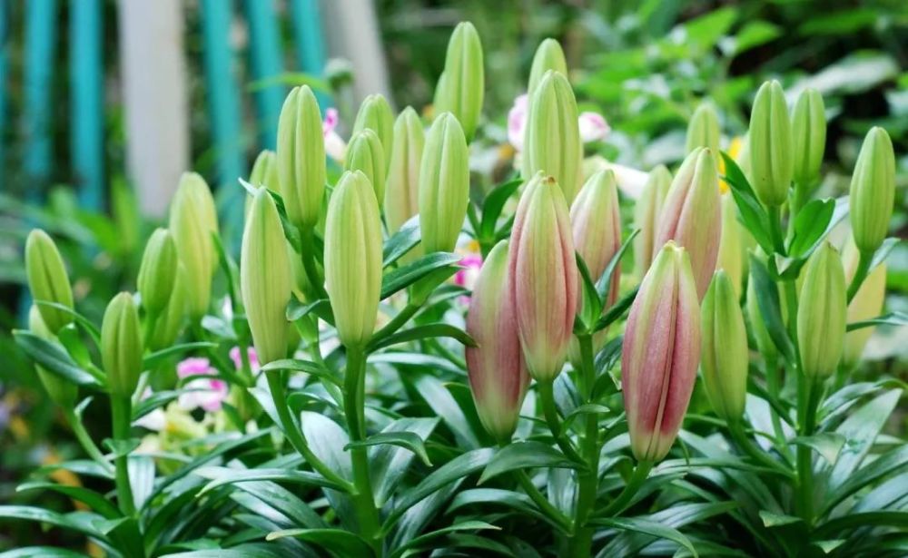 百合花怎么繁殖(百合花怎么繁殖图解)