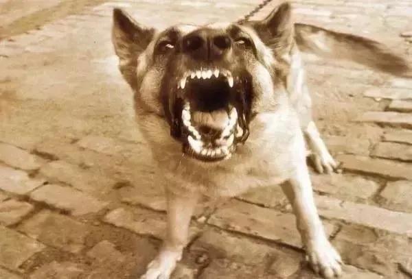 如果你遇到恶犬不知道怎么办的话,下面几个办法绝对能帮到你