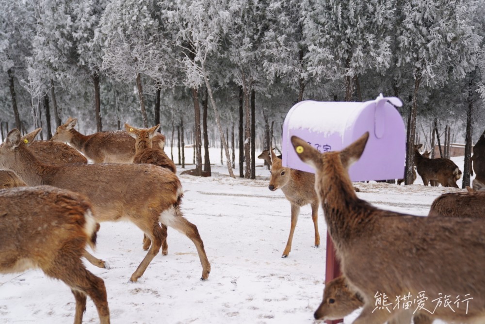 跨年春节遛娃好去处,郑州伏羲山云上牧场喂小鹿嗨玩冰雪_腾讯新闻
