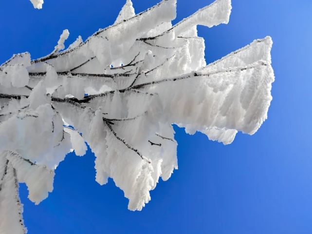 吧今天,跟着小布它占据着绝对c位今天的朋友圈它似雾非雾,似雪非雪,美