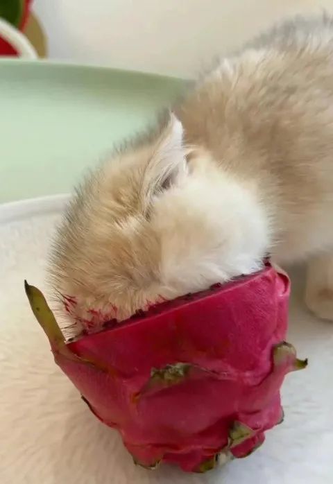 小猫偷吃火龙果被抓后竟摆出一副这样的表情