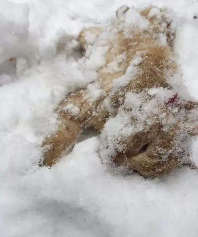 你在朋友圈晒雪景它却在活活的被冻死