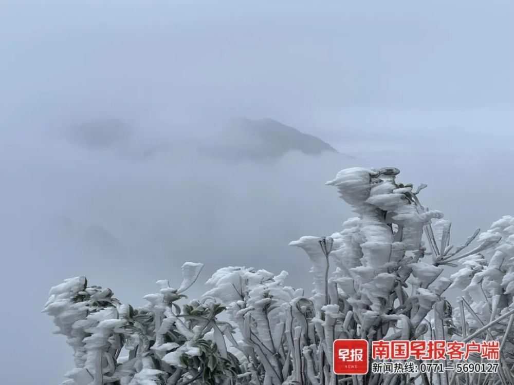 南宁迎来下半年最冷天气大明山雾凇到货了