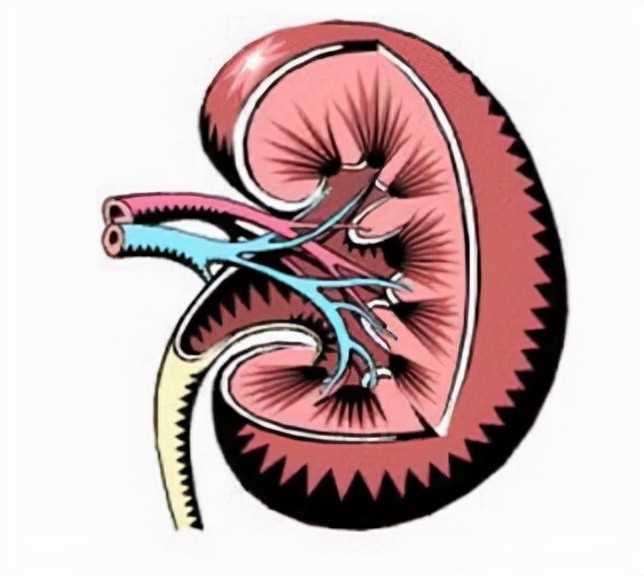 壓力過大會導致慢性腎衰竭醫生7個因素潛伏在你我左右