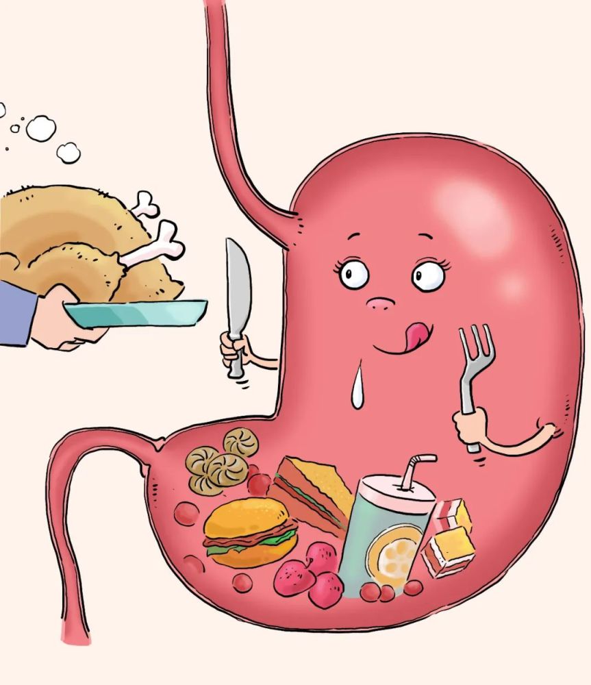 等到食物被完全消化后,它还是会回缩到原本的大小.