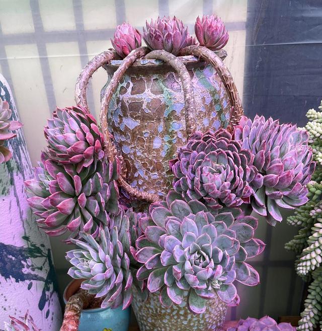 一颗火焰杯多肉八年时间的改变曾经的小单头变已成悬崖桩震撼