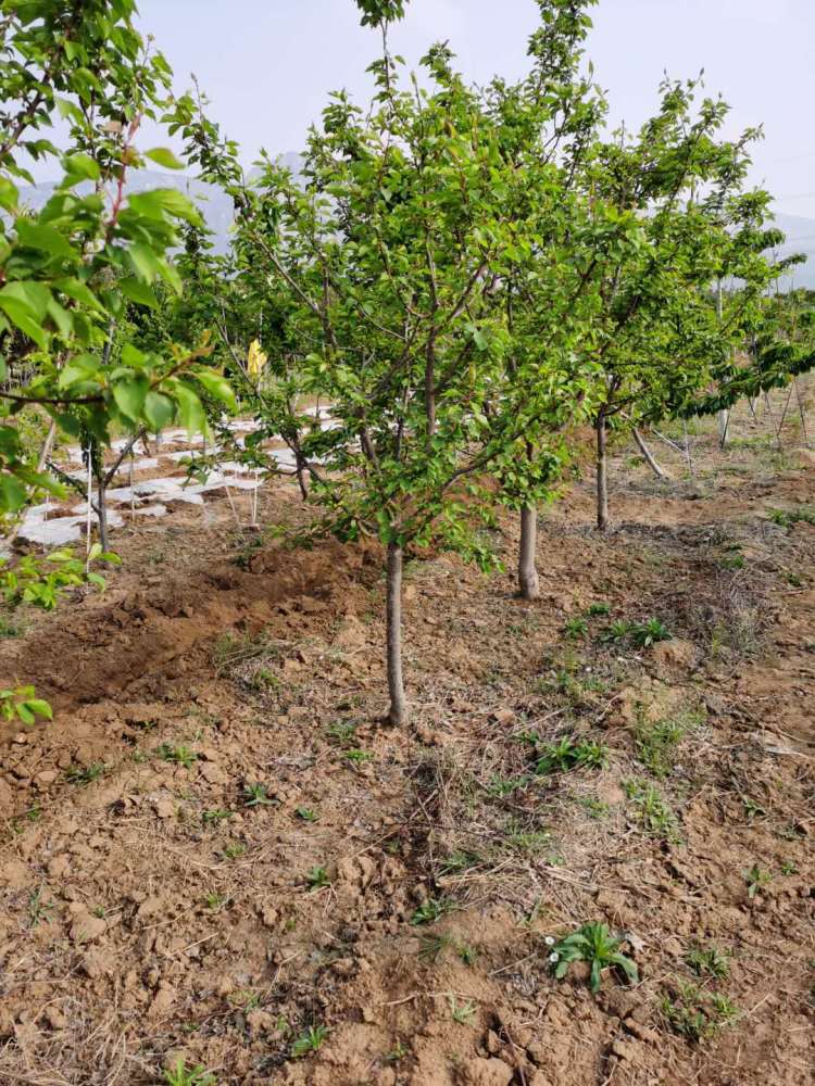 荷兰香蜜杏树苗的品种特性介绍