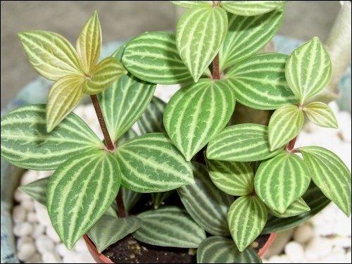 1.品种介绍白脉椒草(拉丁学名peperomia tetragona ruiz et pav.