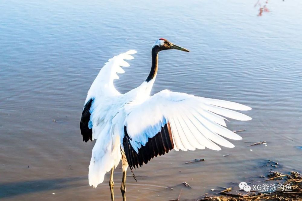 丹頂鶴(學名:grus japonensis)鶴形目鶴科鶴屬,別稱仙鶴,紅冠鶴,是鶴