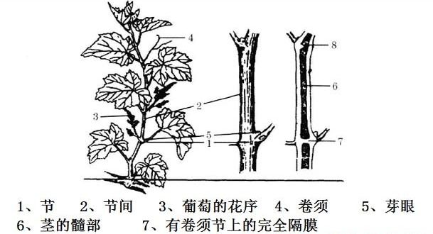 这时候就必须先了解葡萄树体的本身结构,也就是我们说的葡萄茎的结构.