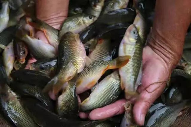 全州禾花鱼:从百姓禾田到宫廷贡品