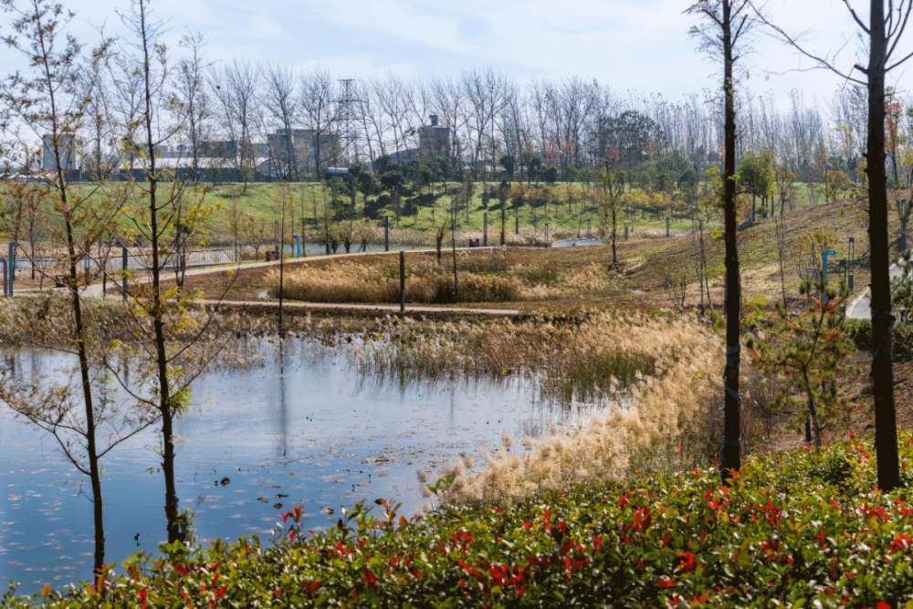 综合考虑地势,湿地水生态,景观等多方面,采用多种驳岸处理方式,既兼顾
