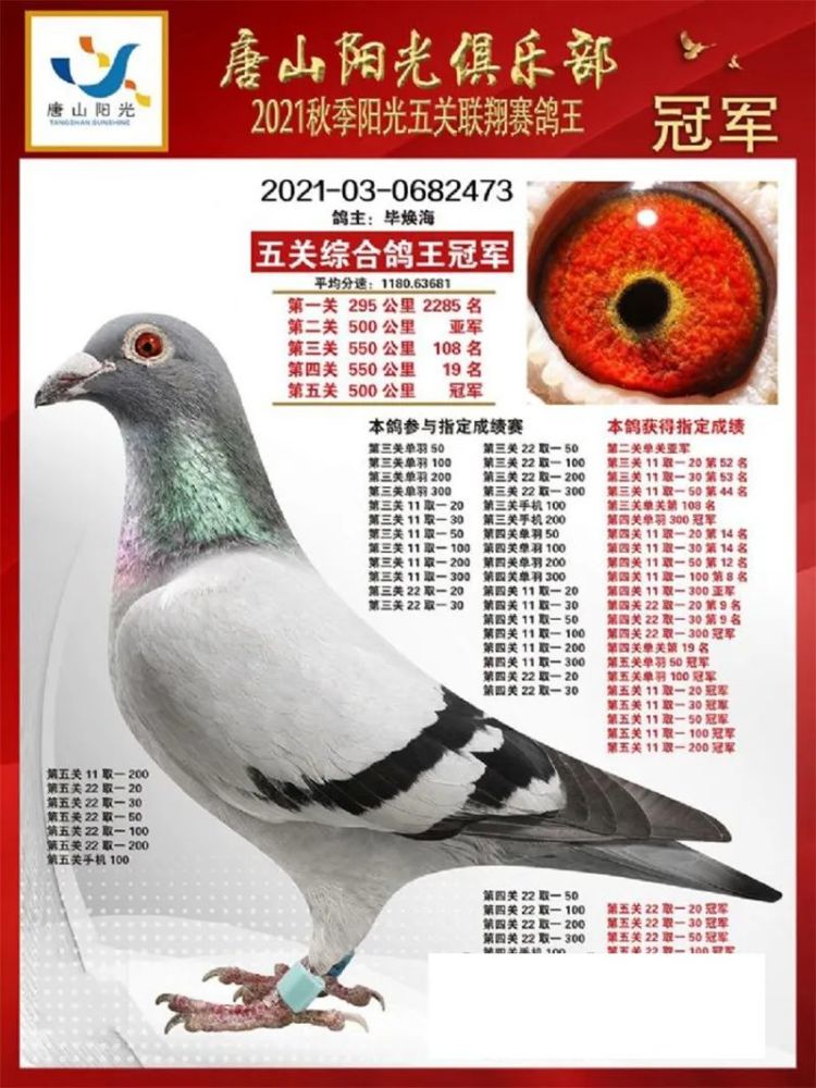 Photo Gallery Ace Pigeon Winner Of Major Professional Races In China In 21 Laitimes