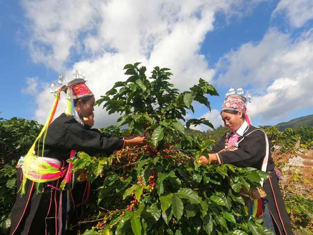 江城县咖啡产值达7656万元