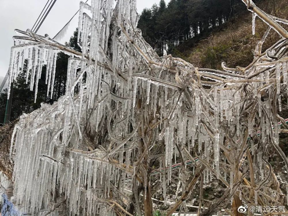 清遠南風坳的樹木,電線都長滿了晶瑩剔透的冰掛不過,雖然還不至於落雪