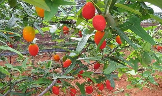 红香果別名红蜜果,火蜜果,红参果,是目前市场上一种少见的奇花异果,它