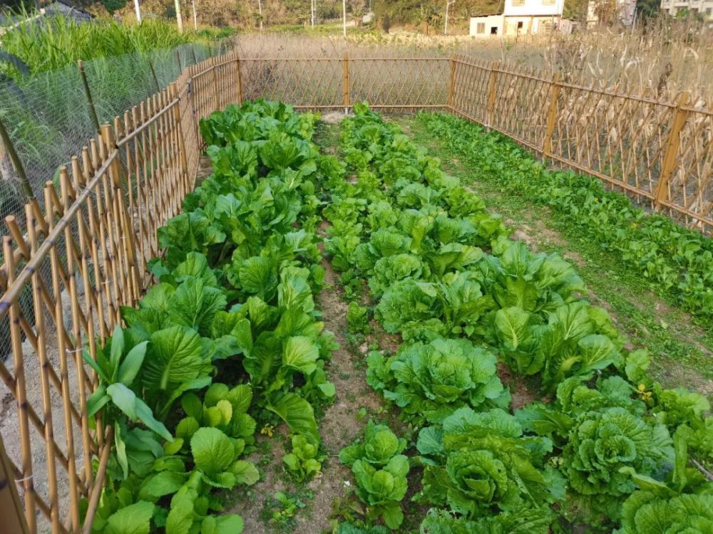 乡村振兴河报观测瑶山农家菜园变形记