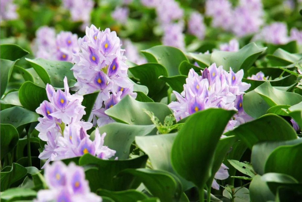 家里开紫色的花叫啥名字 腾讯新闻