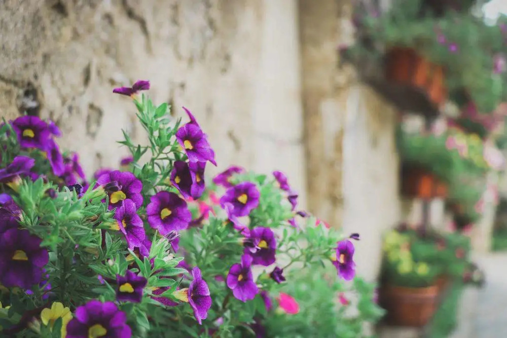 家里开紫色的花叫啥名字 腾讯新闻