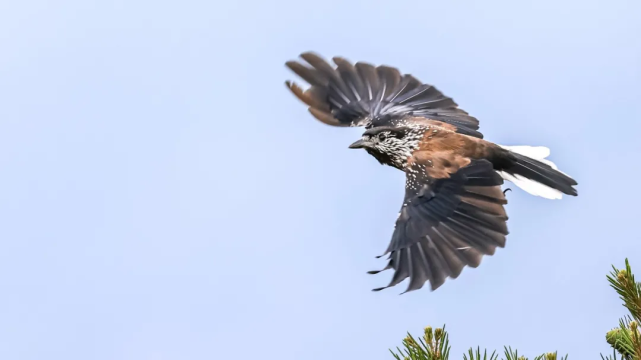 山西鸟类图鉴星鸦