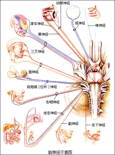 经常颈椎或腰椎疼痛,胀痛酸痛,后背僵硬,是植物神经功能紊乱引起的吗?