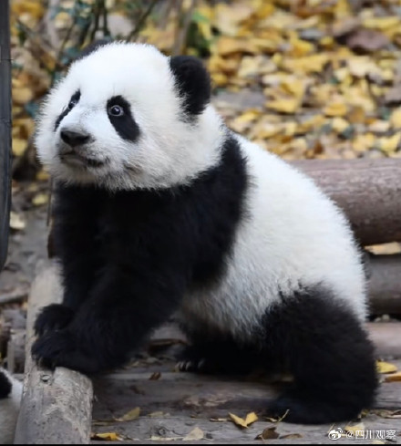 请让让熊猫幼儿园小霸王来了