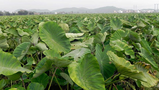 乐昌美食软糯飘香的乐昌炮弹香芋