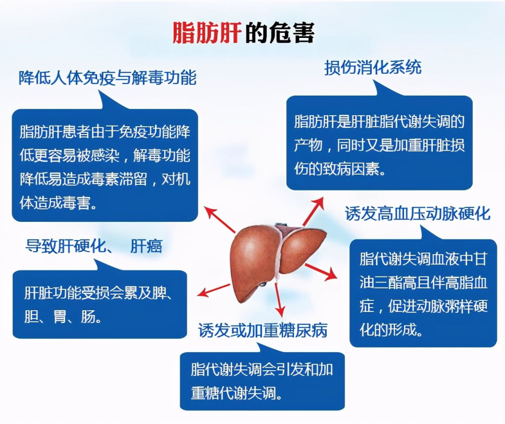 脂肪肝是怎麼形成的脂肪肝有什麼危害如何治療