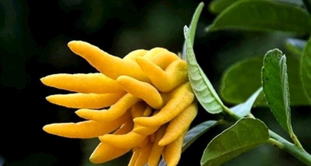 冬至节气即将到来多吃几种福寿果家中平安吉祥财运通达