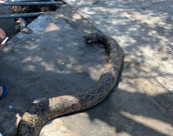 蛇也怕高温广西一条30公斤巨蟒被活活烧死发现起火为何不跑