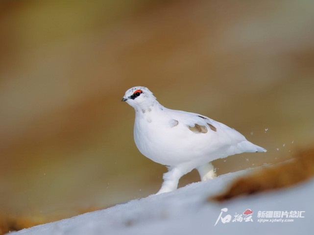 巖雷鳥 王堯天攝和哺乳類動物相比鳥類抵禦寒冬的能力似乎更強阿勒泰