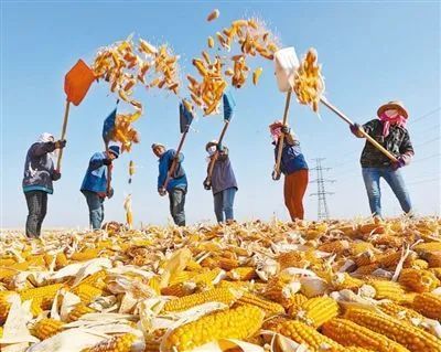 让一粒粒好种子"长"出农民富裕富足的好日子|图说