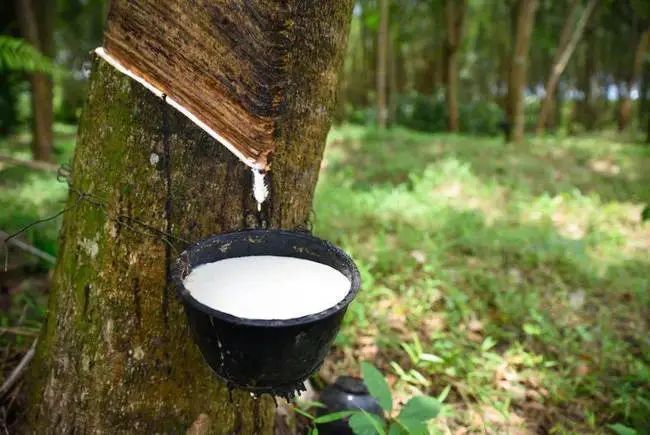 2021年11月,天然橡胶期货和现货市场的价格走势呈现上升趋势,他认为这