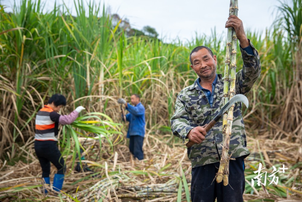 沙琅镇坡富村甘蔗种植产业再出发一片甘蔗林拓宽致富路