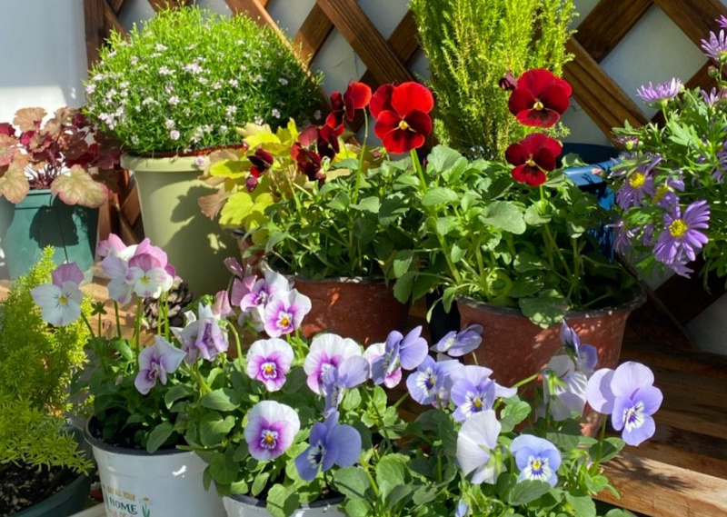 4种花冬天要 勤养 勤快一点别 偷懒 叶片浓绿开花多