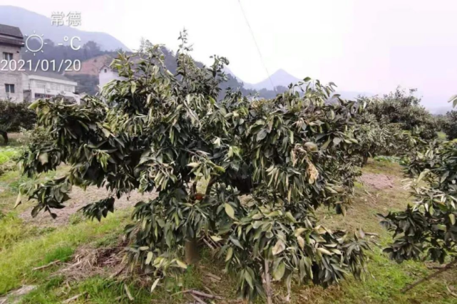 多招预防,四招补救!|柑橘树|冻害|柑橘|施肥|低温|果园