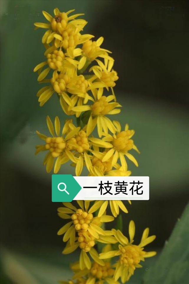 中药古今研究一枝黄花