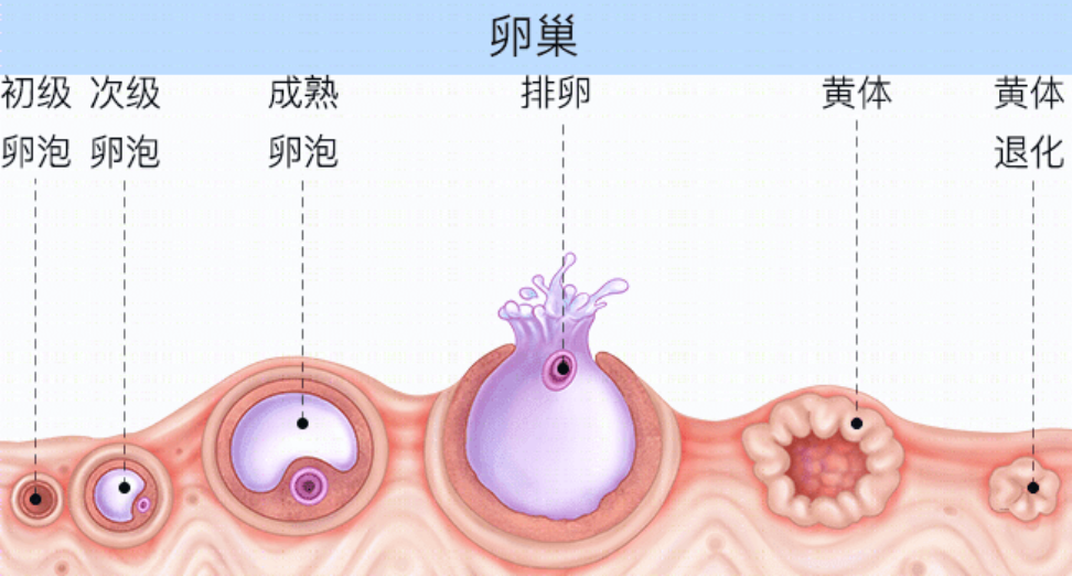 有大姨妈就能生育不一定有的女生来的是假月经