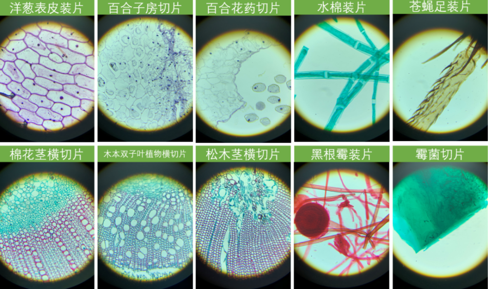 显微镜污物位置判断图片