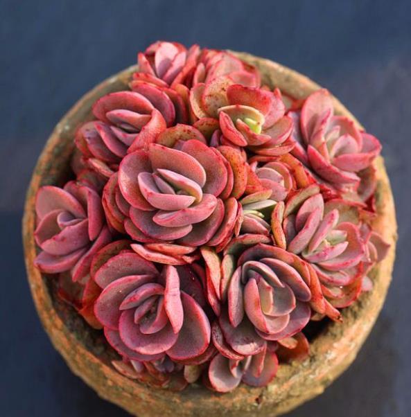 新手养多肉秀妍,3个错误不能犯,不然徒长很难打造成悬崖桩【图文】